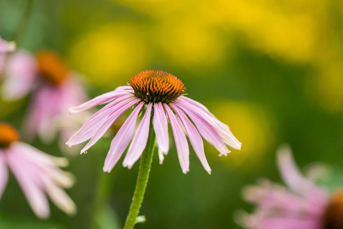 echinacea