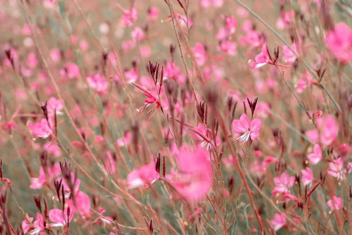 gaura