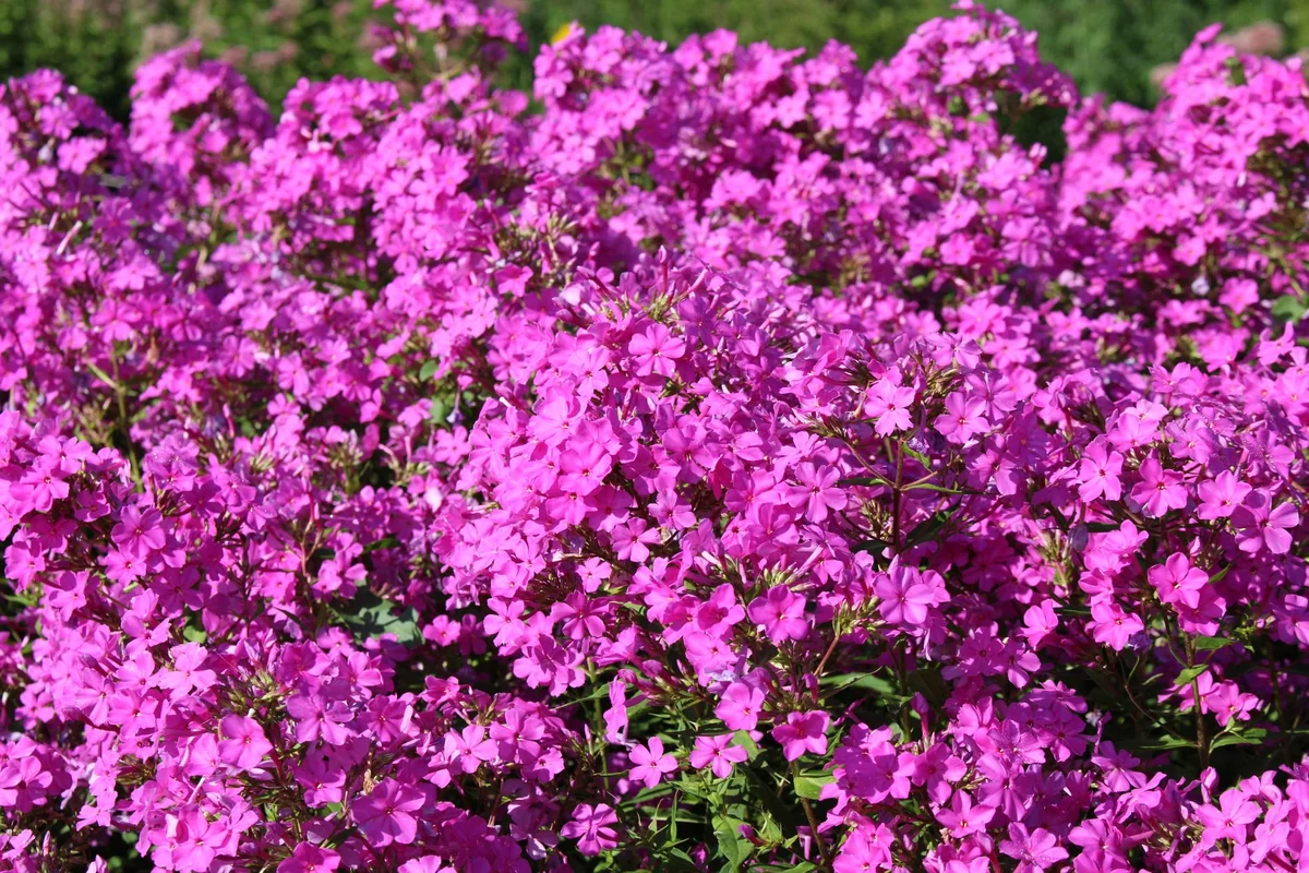 flox nekvitne