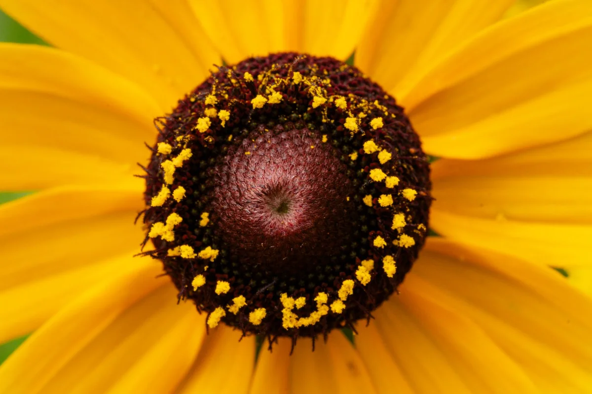 rudbekia v suchu
