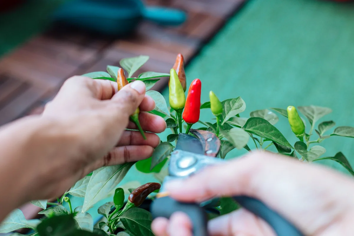 Zelené papriky na rastline v záhrade, kde paprika zhadzuje kvety pre stres