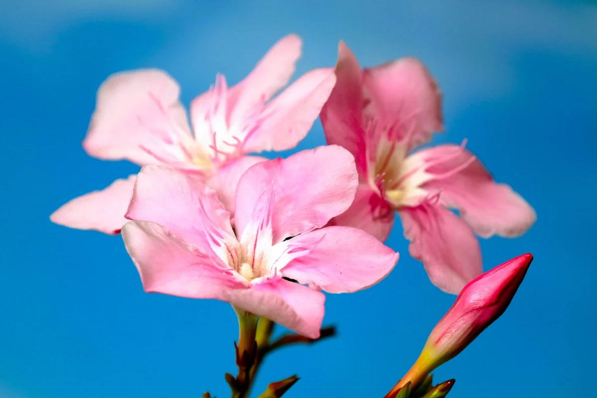 oleander