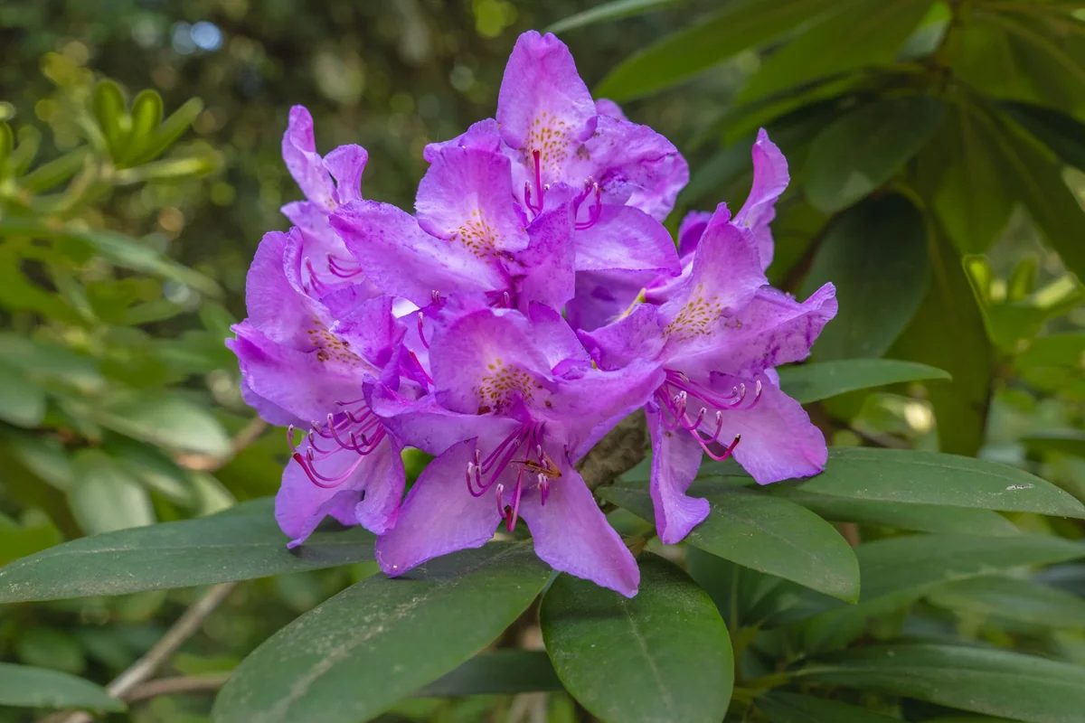 rododendron zálievka