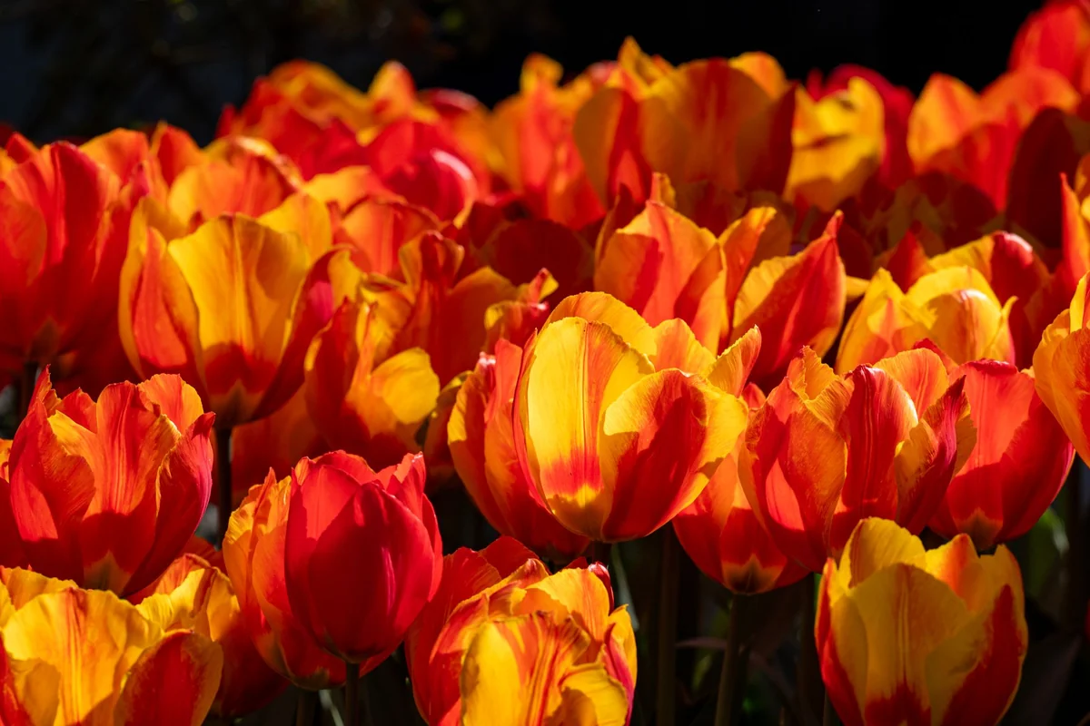 výsadba tulipánov