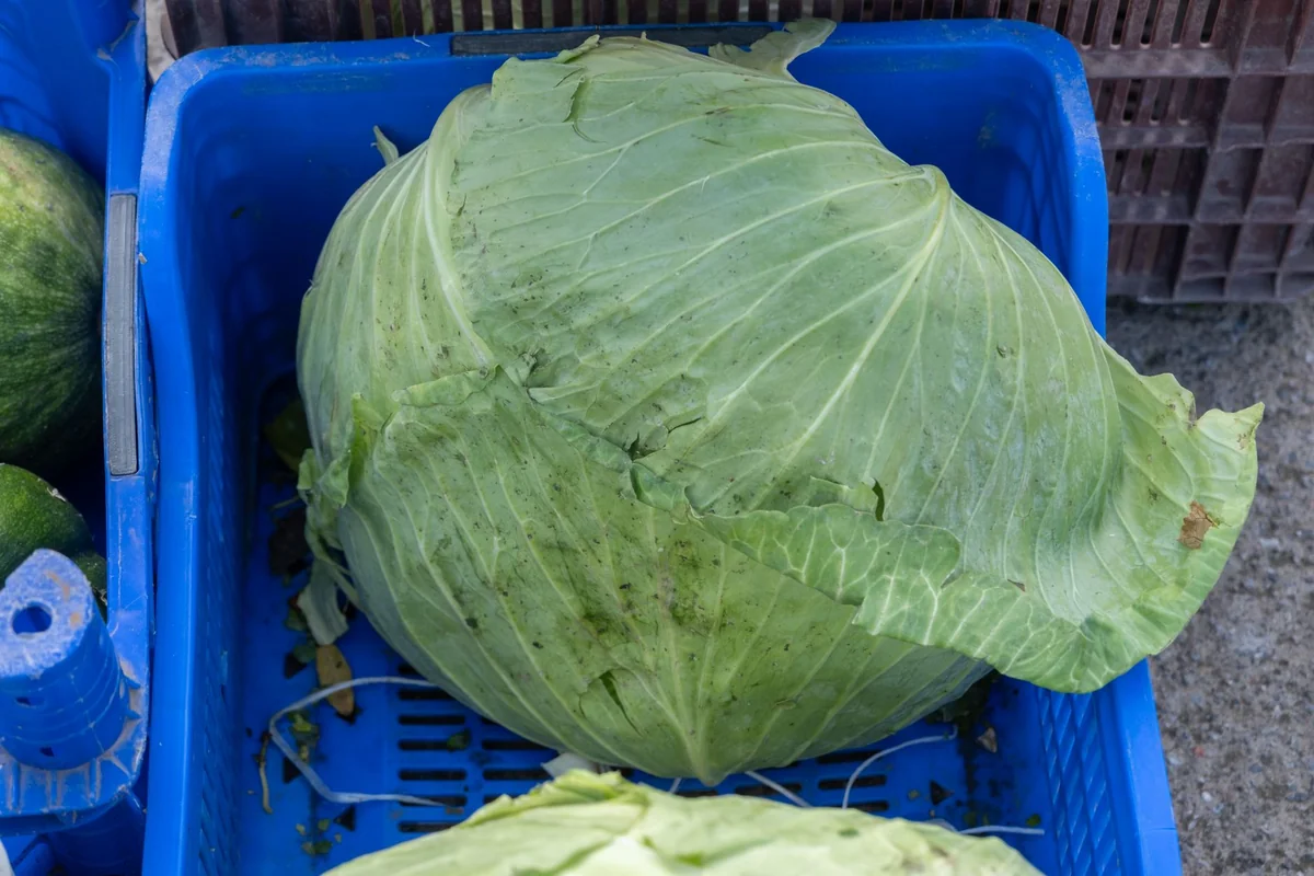 Čerstvá zelená kapusta v záhrade, keď kapusta praská pred zberom