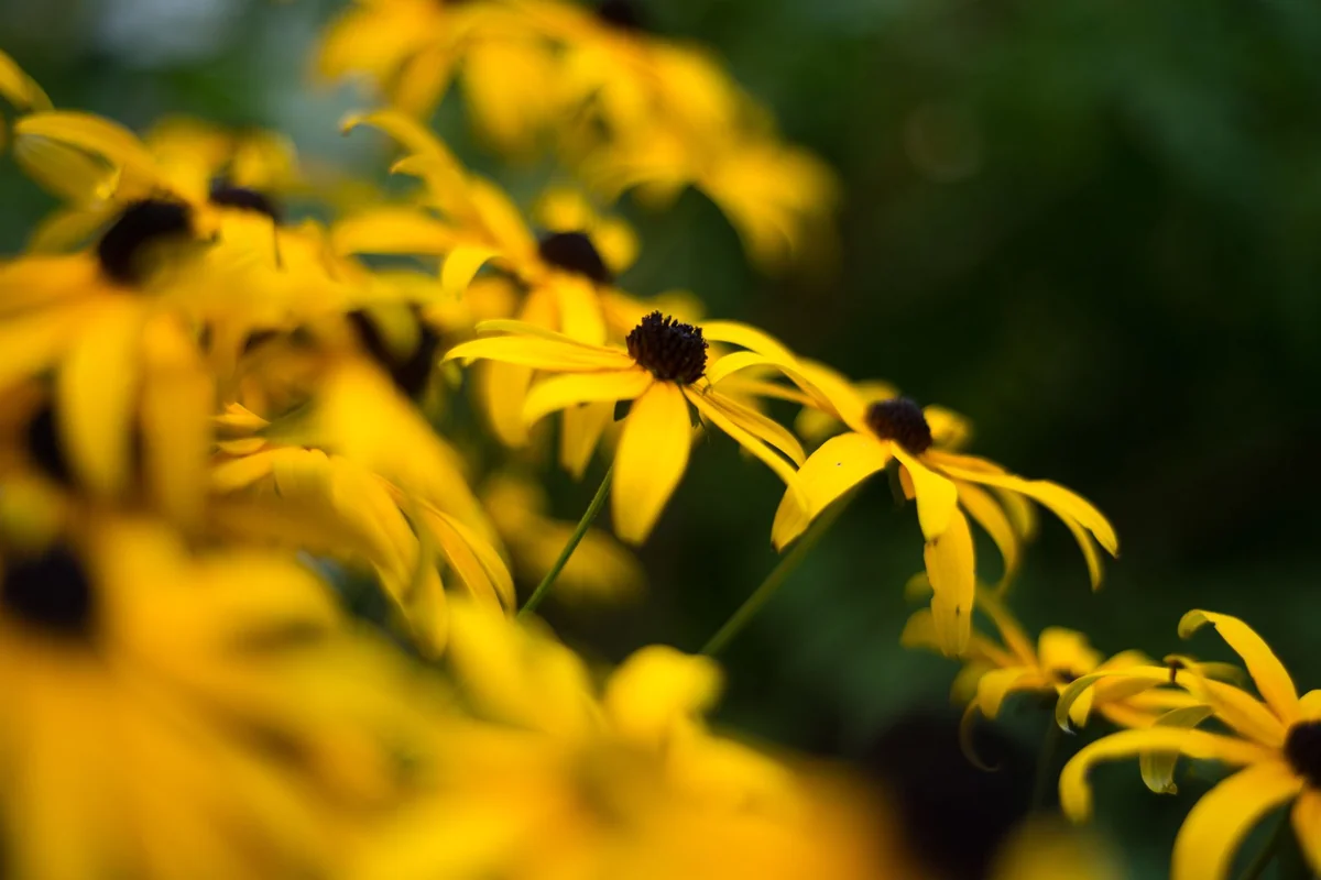 Žlté rudbekie v záhone, odkvitnuté kvety rudbekie pripravené na rez