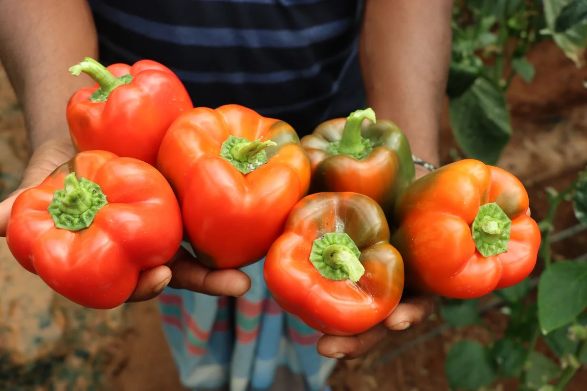 Zrelé papriky na rastline v záhrade, kde paprika zhadzuje kvety pre horúčavy