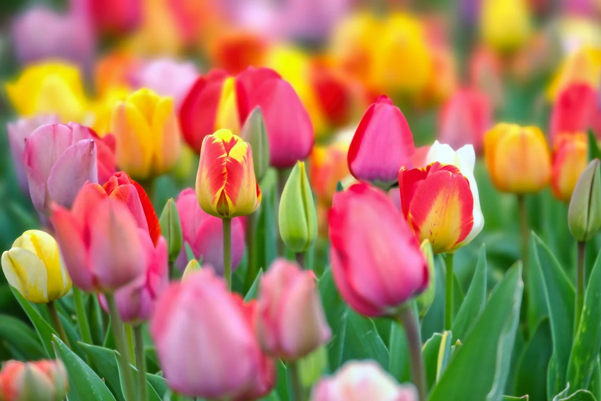 Farebné tulipány v záhrade, ukážka správnej výsadby tulipánov
